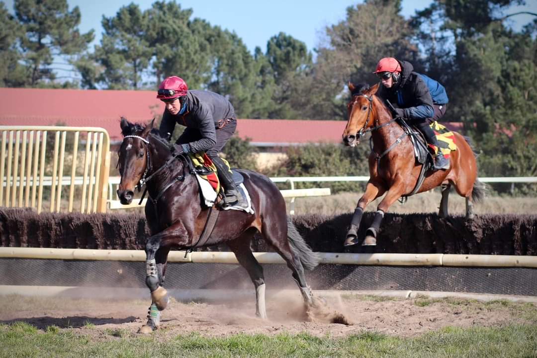 Des chevaux en entraînement sur un parcours, avec des cavaliers en équilibre sur leurs montures.